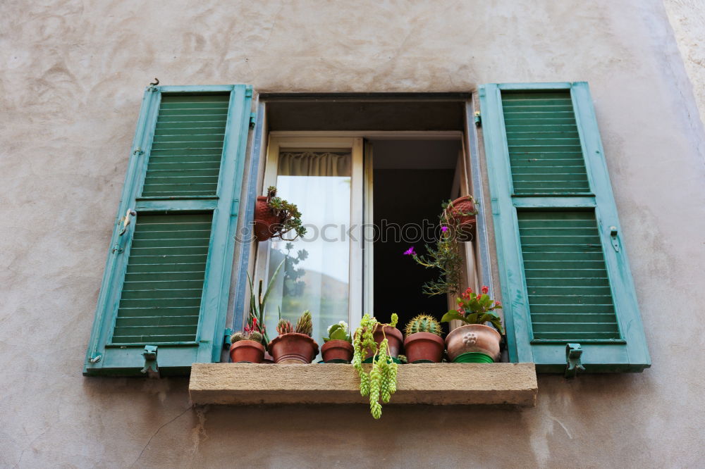 Similar – Flowers in front of the window