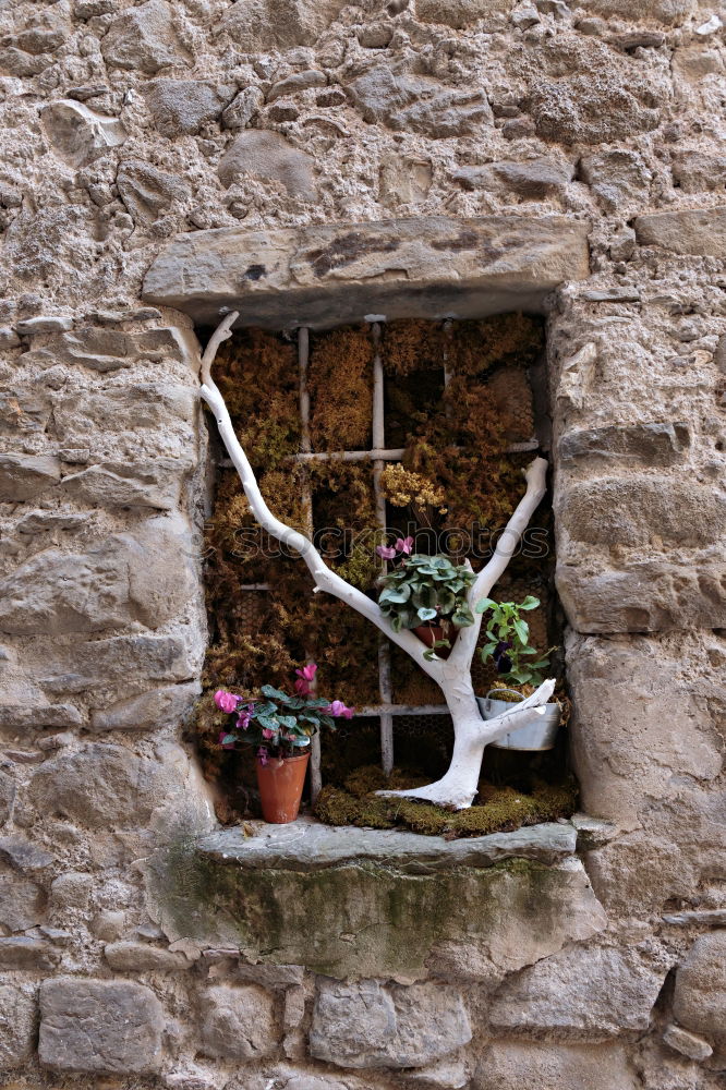 Similar – Das Fenster Blume Hütte