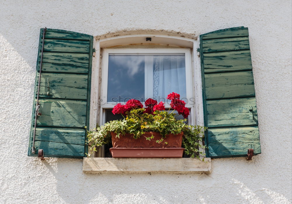 Similar – Flowers in front of the window