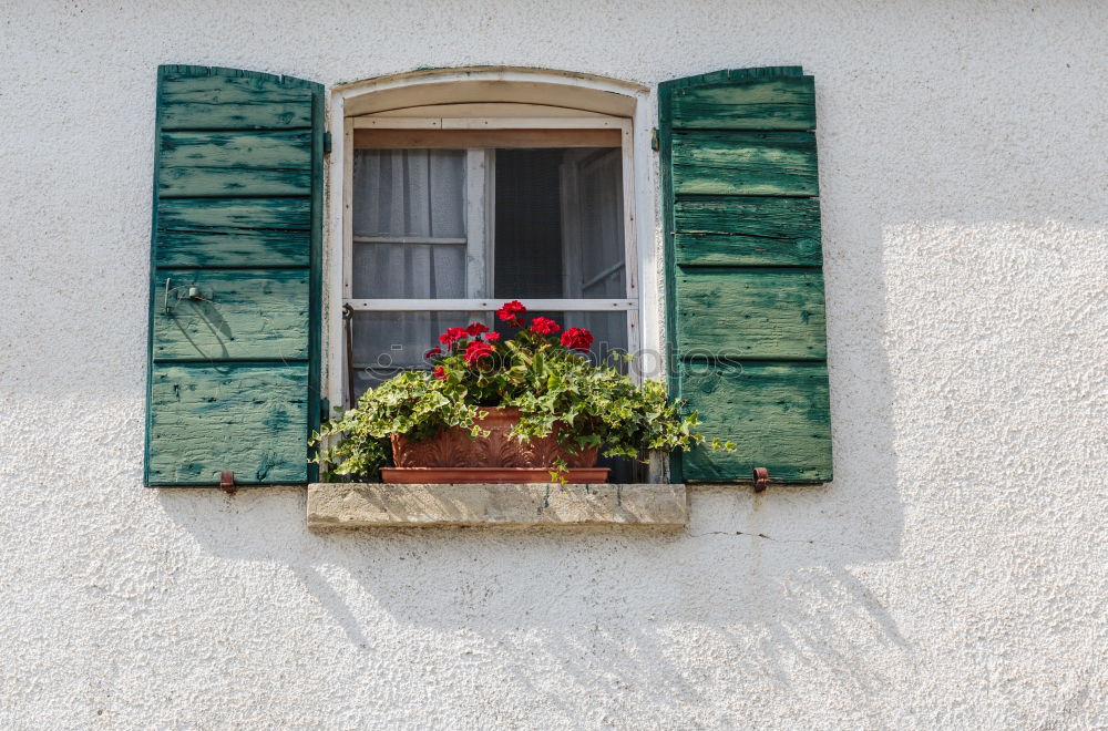 Similar – Flowers in front of the window