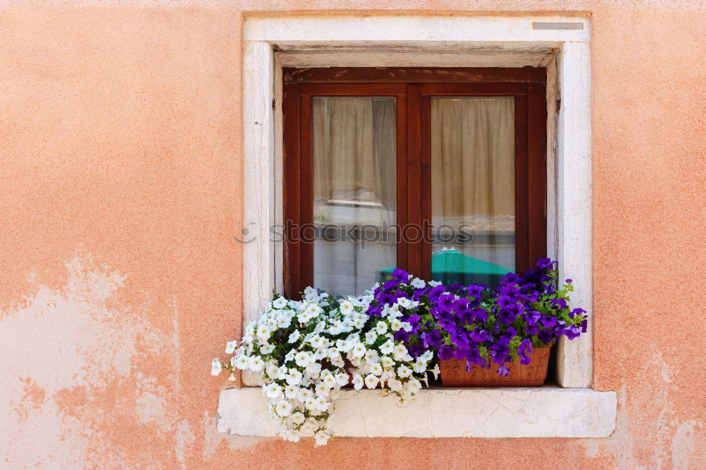 Similar – Flowers in front of the window