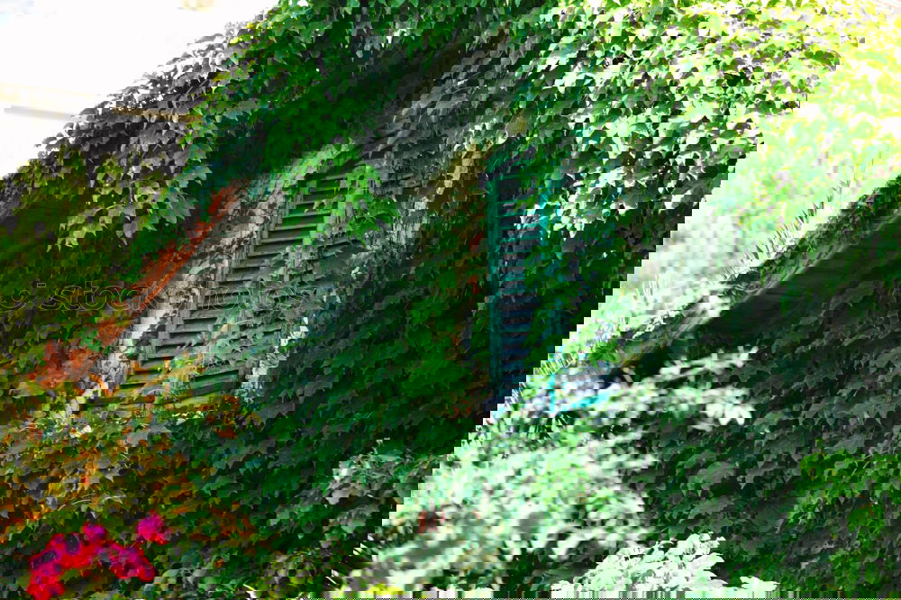 Similar – Foto Bild hidden Pflanze Efeu