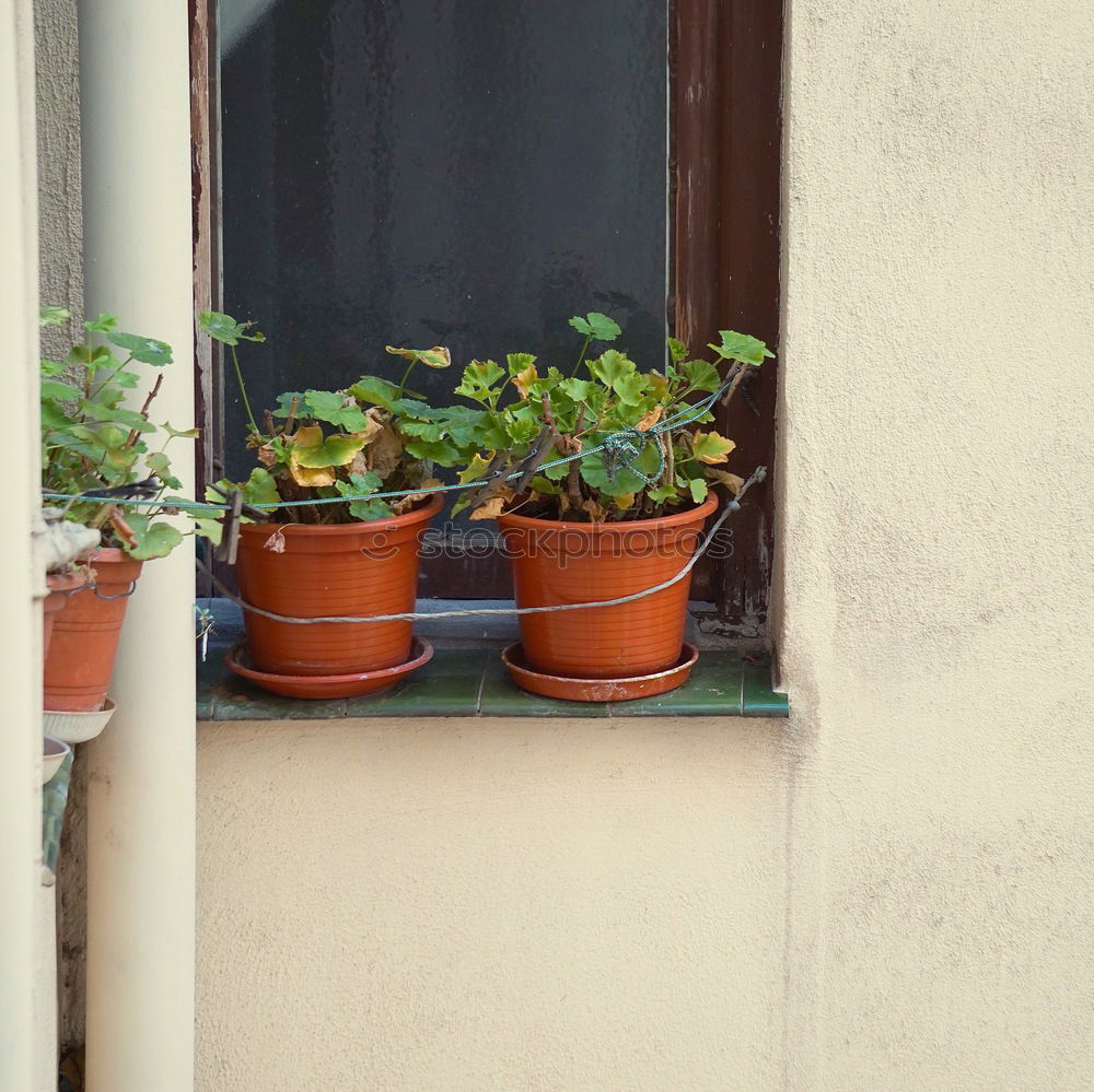 Similar – Image, Stock Photo geraniums Plant Flower