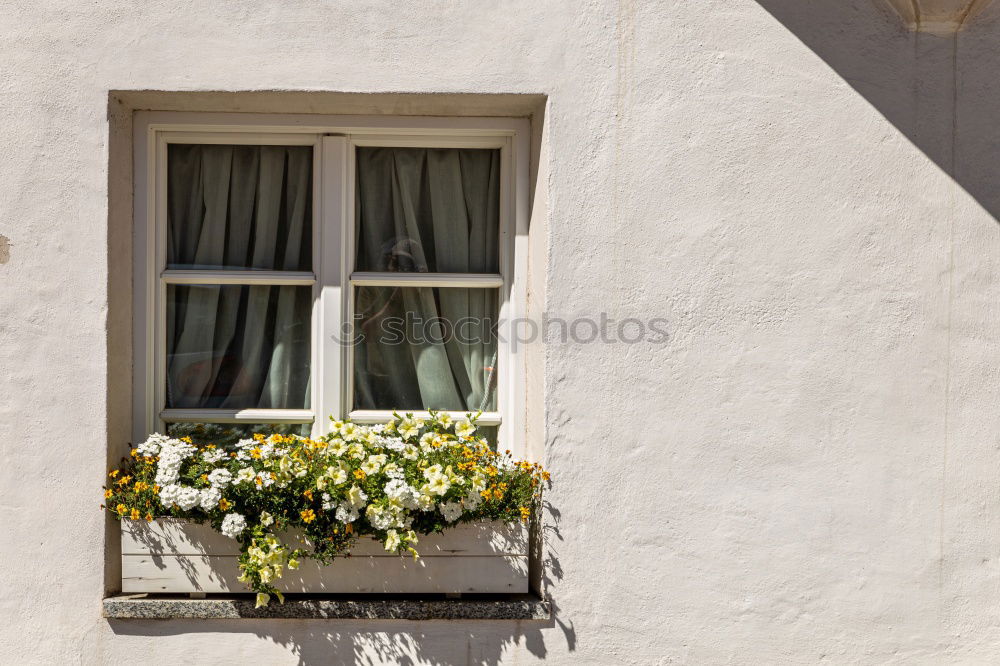 Similar – Flowers in front of the window