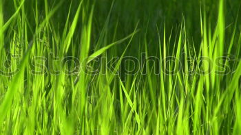 Similar – Foto Bild grasgrün Wiese Gras Halm