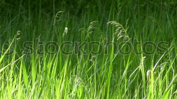 Similar – Grün ist das Feld grün