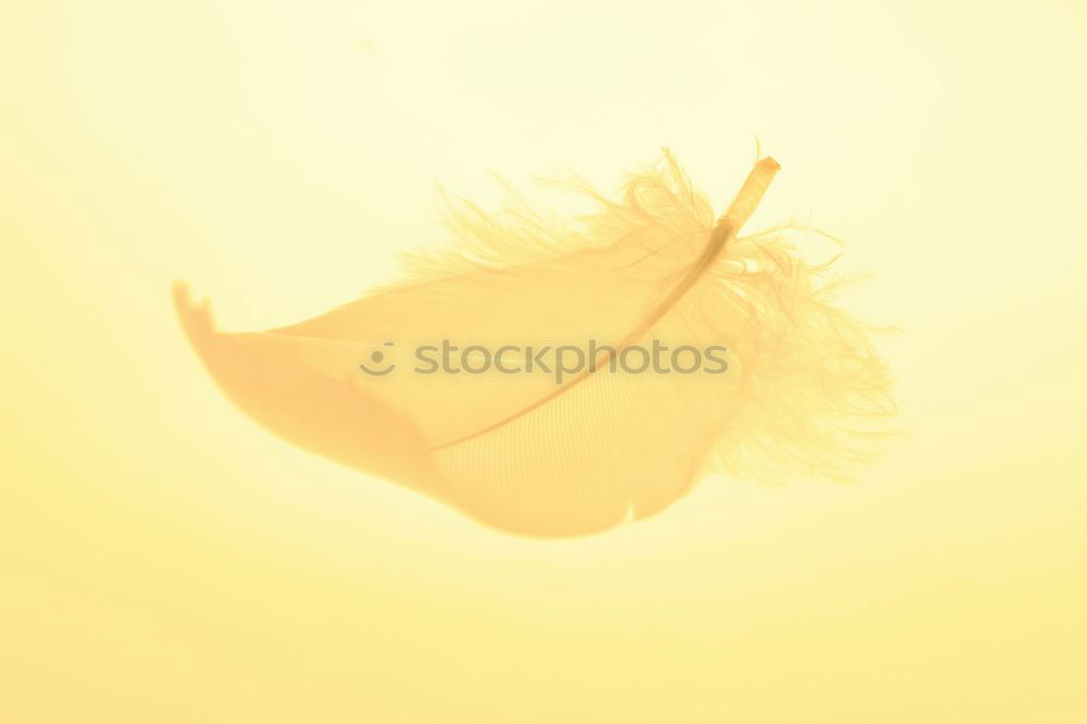 Similar – Image, Stock Photo bird stuffed in an australian museum in living coral tones