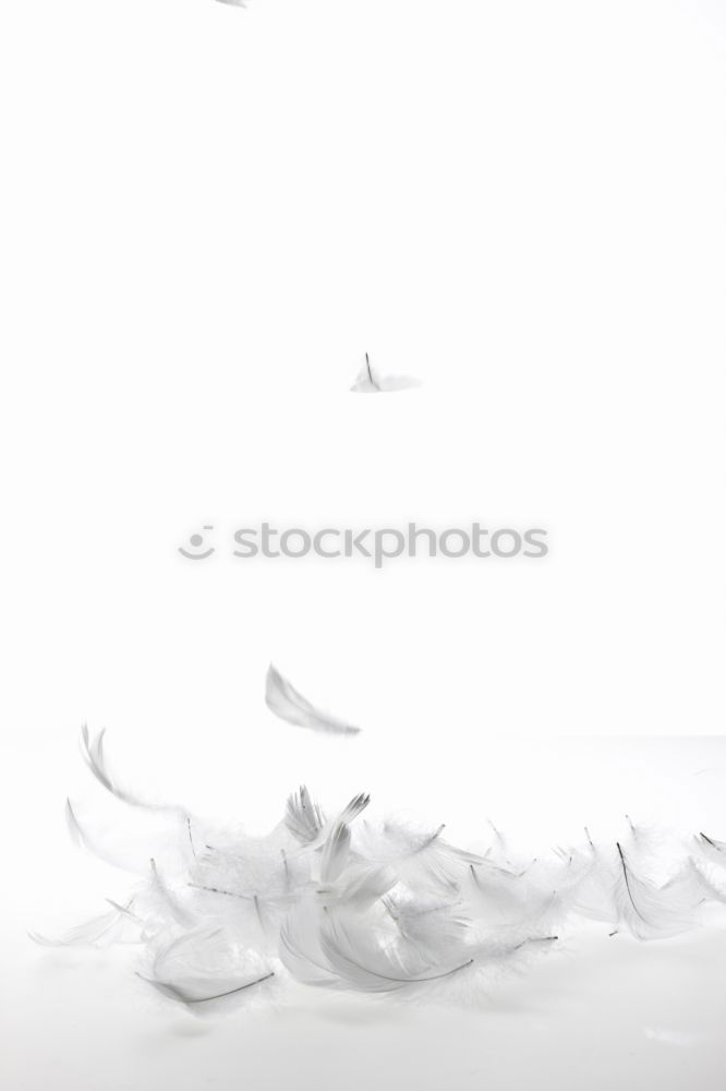 Similar – Image, Stock Photo ! Animal Pigeon 1 Sign