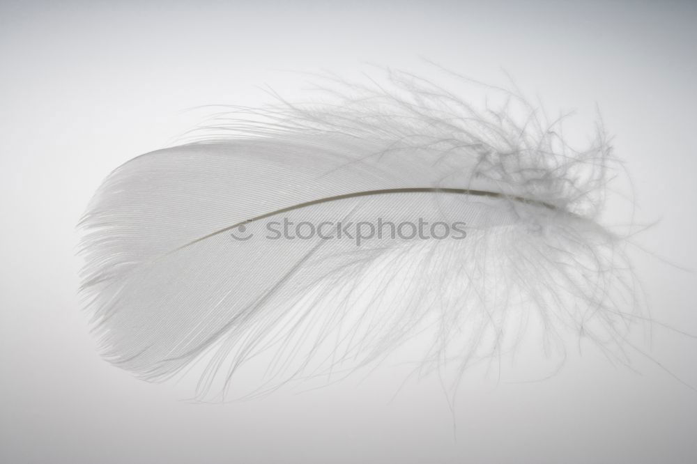 Similar – filigree Feather Esthetic