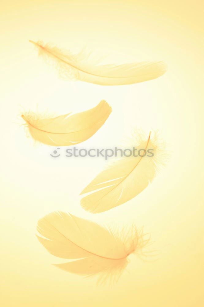 Similar – Image, Stock Photo piece by piece Food Fruit