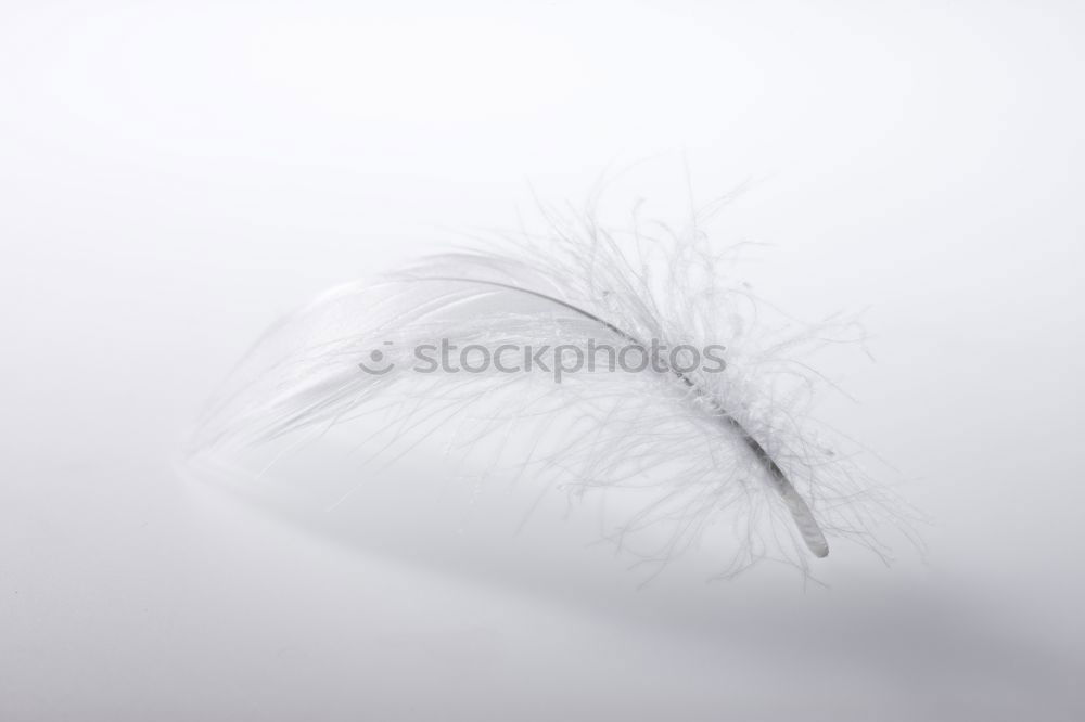 Similar – filigree Feather Esthetic