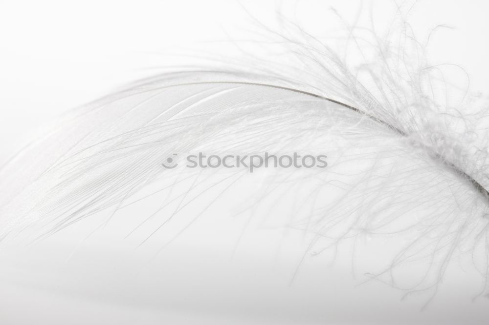 Similar – Image, Stock Photo i like birds Environment