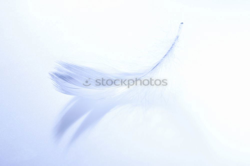 Similar – Image, Stock Photo Seagull in the light