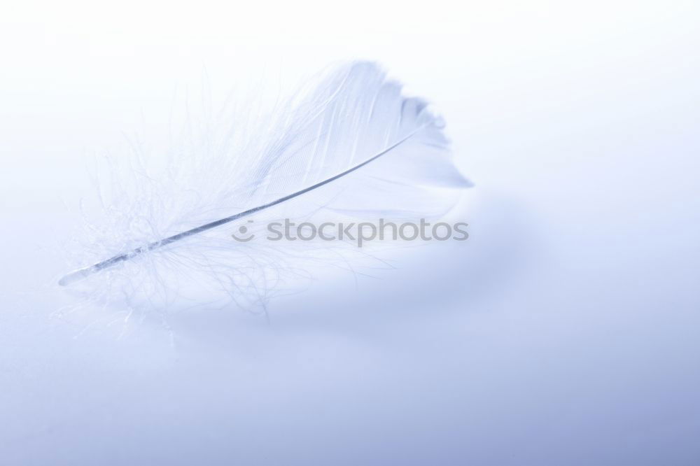 Similar – Image, Stock Photo Dandelion Design Life