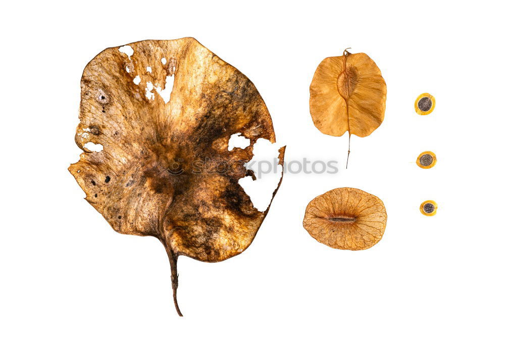 Similar – Image, Stock Photo Herbarium. Brown leaf on paper background