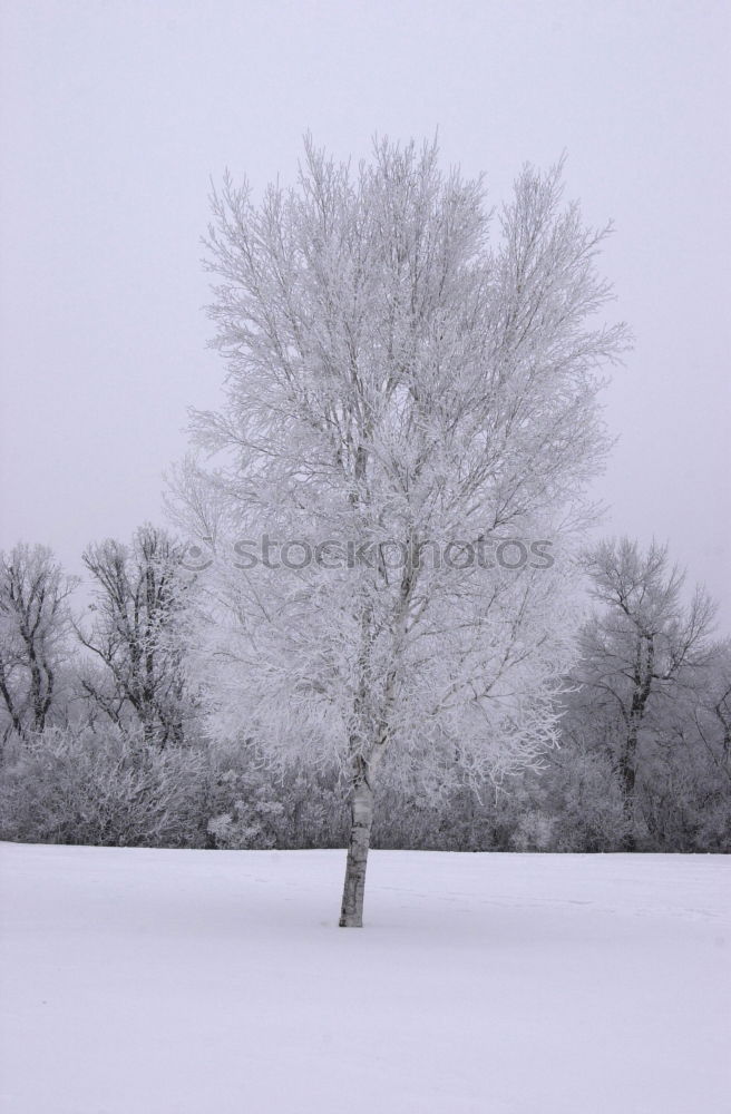 Similar – Foto Bild verschneiter Baum Natur