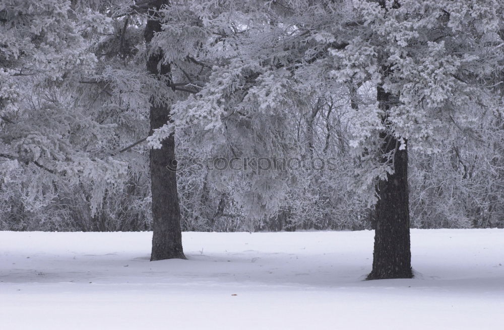 Similar – Foto Bild verschneiter Baum Natur