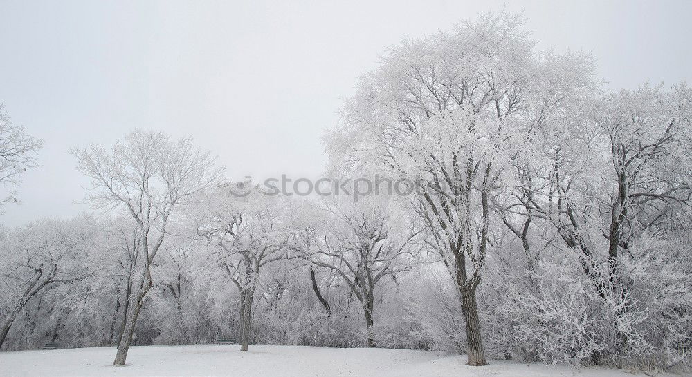 Similar – Image, Stock Photo Winter Nature Landscape