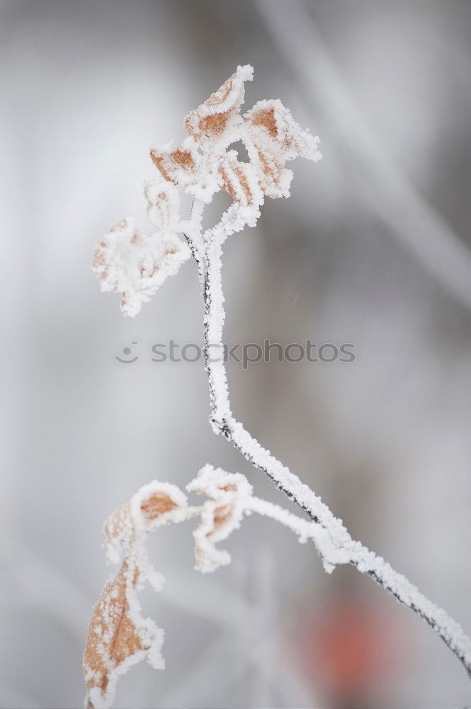 Similar – Image, Stock Photo father frost Elegant Style