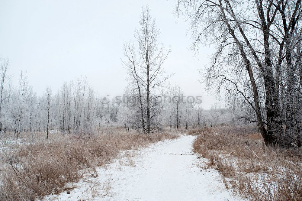 Similar – Image, Stock Photo Way into the winter wonder forest