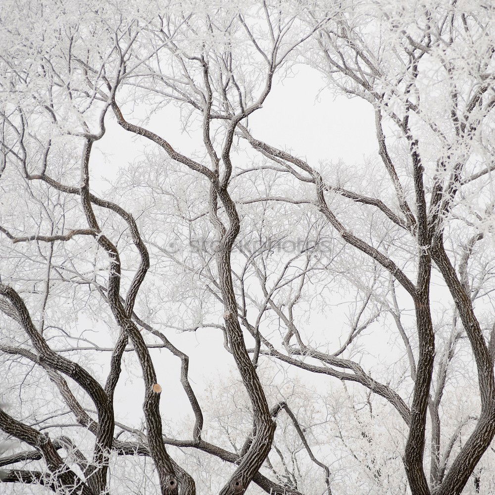 Similar – in twos Nature Fog Tree