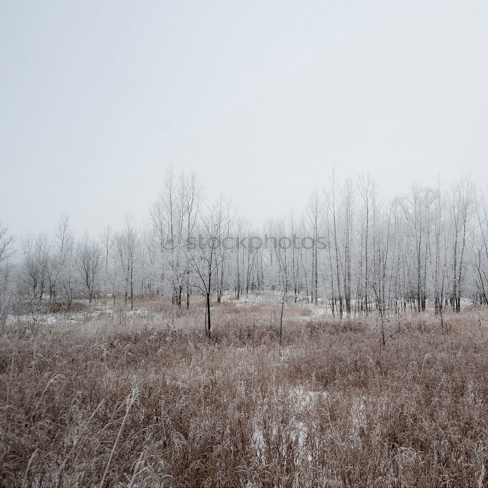 Similar – Haßleben Himmel Winter