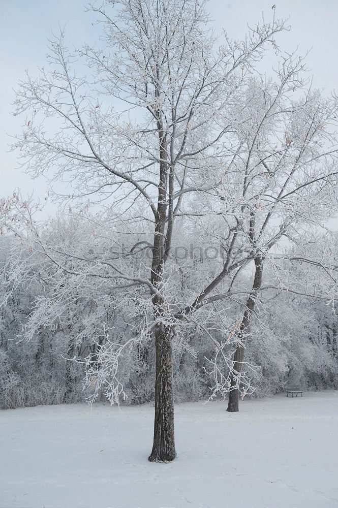 Similar – Foto Bild verschneiter Baum Natur