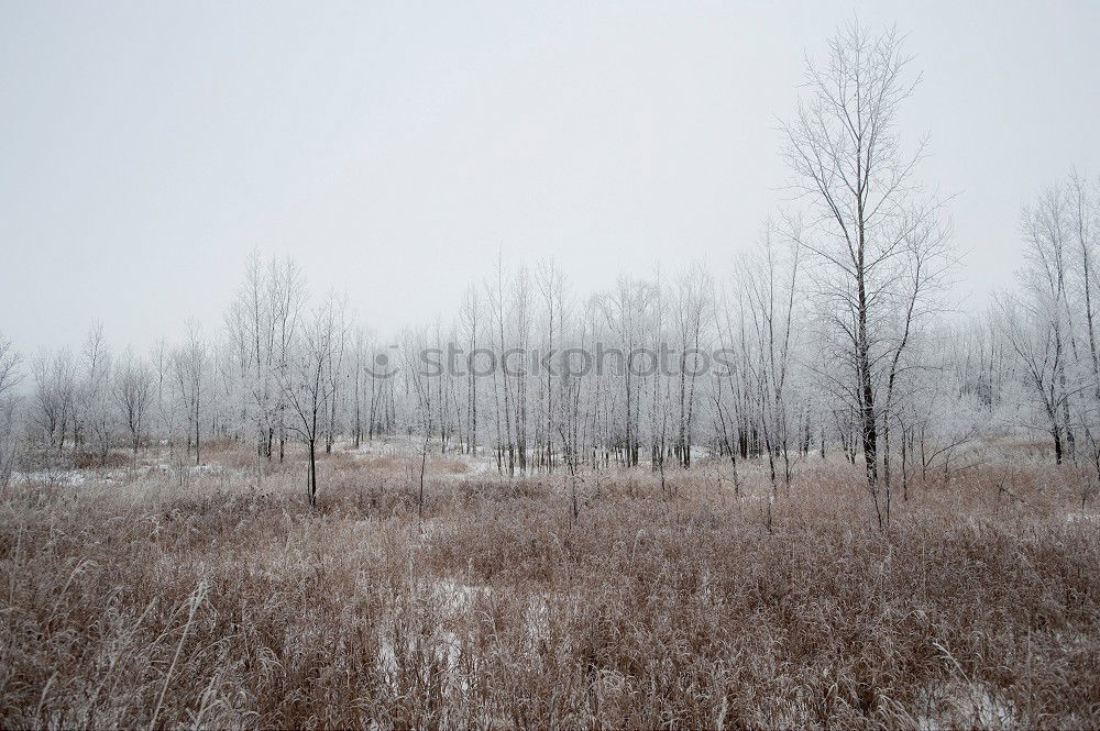 Similar – Image, Stock Photo corrugated sheet walls
