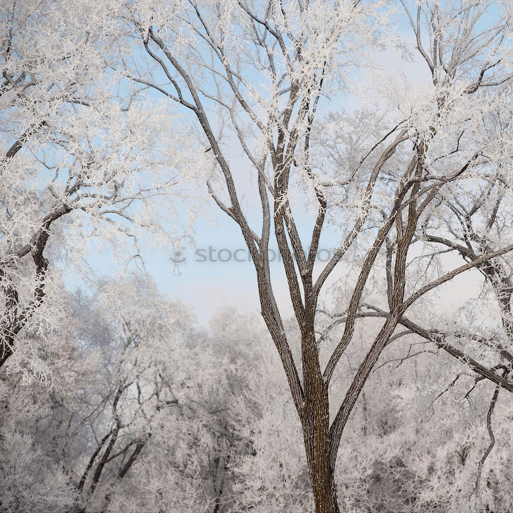 Similar – winter Tree Frozen Dark