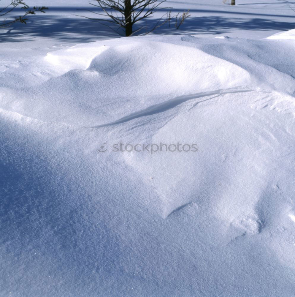 Similar – Plant shade Winter Shadow