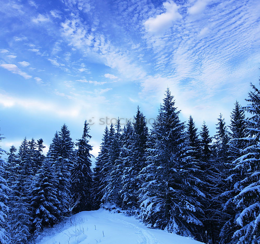 Similar – Image, Stock Photo ski-bound Skis Driving