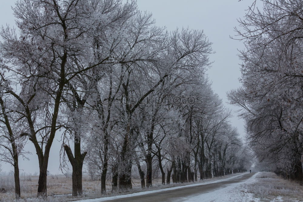 Similar – Winter im Hochmoor Natur