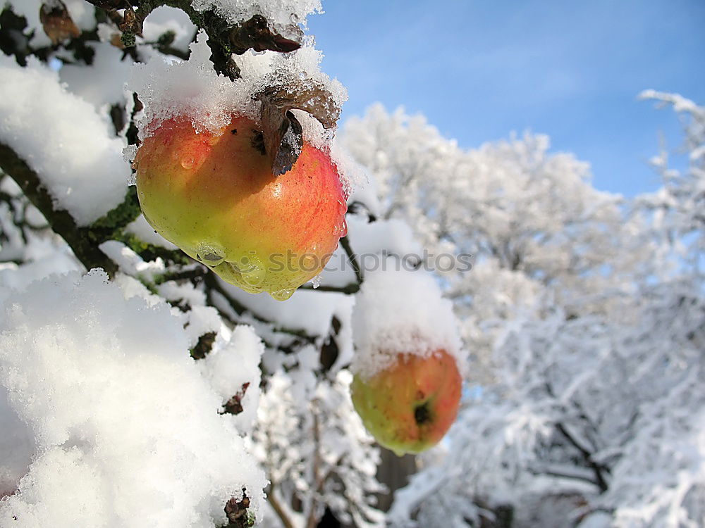 Similar – Image, Stock Photo well chilled… Food Fruit