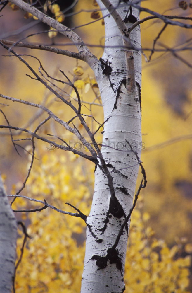 Similar – Herbstlich gerahmt Glück