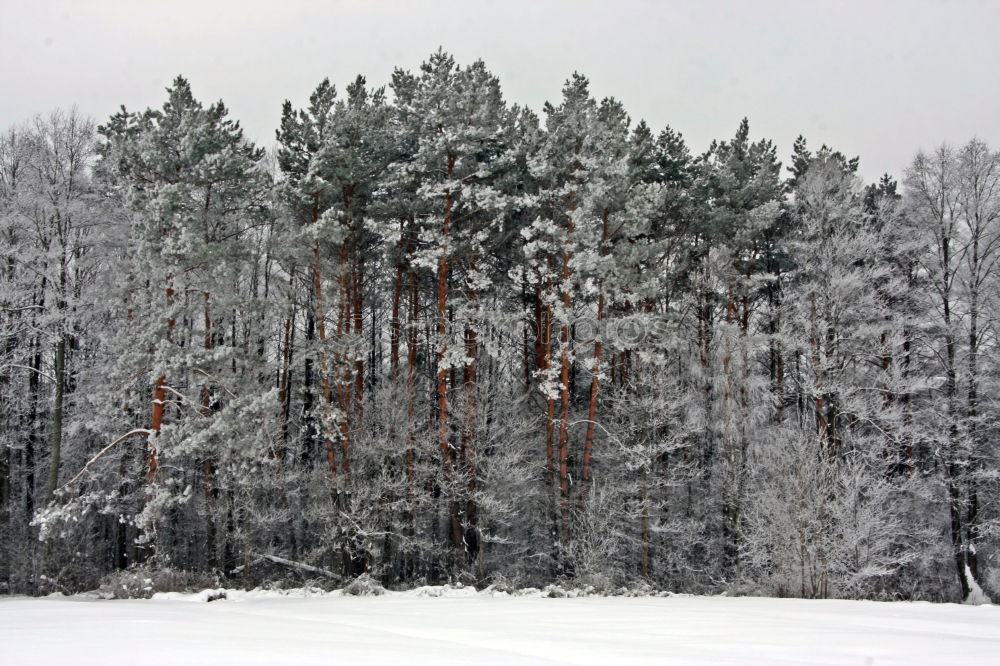 Similar – nicht gezuckert Winterwald