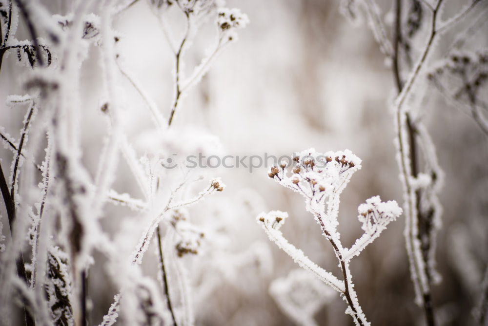 Similar – Image, Stock Photo A little frost lies on the red berries of the dwarf medlar