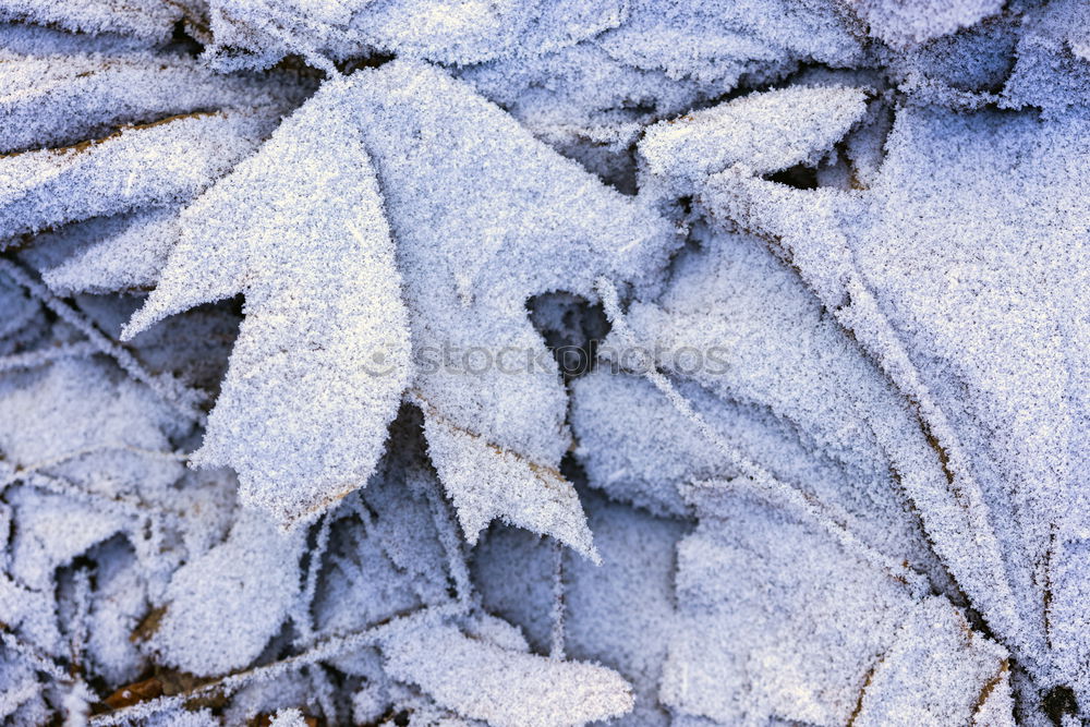 Similar – fall (frozen) leaves