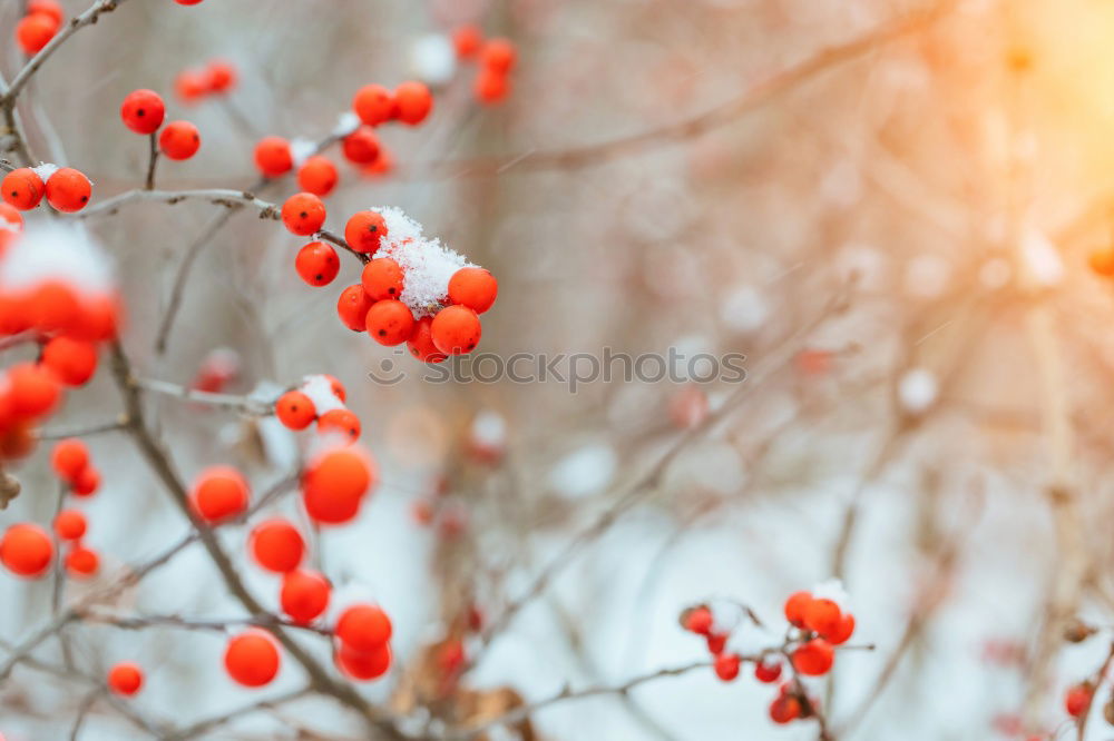 Similar – Image, Stock Photo Rowan branch in the snow