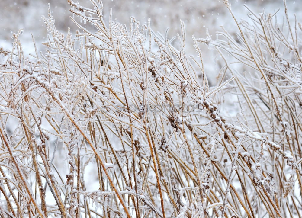 The colours of winter