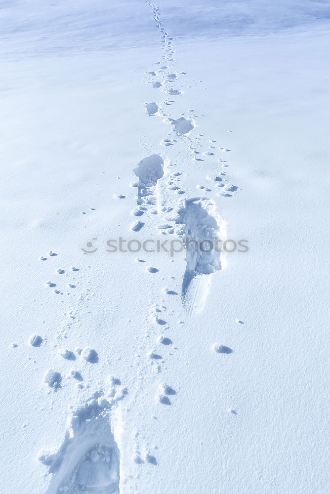 Tracks in the snow #4