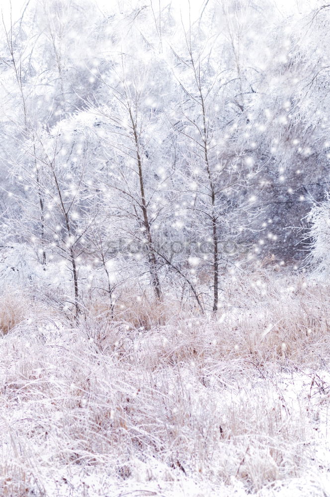 Similar – Image, Stock Photo snow blind Environment