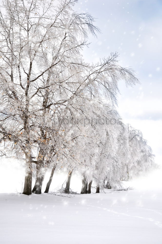 Similar – Image, Stock Photo winter tree Winter Snow