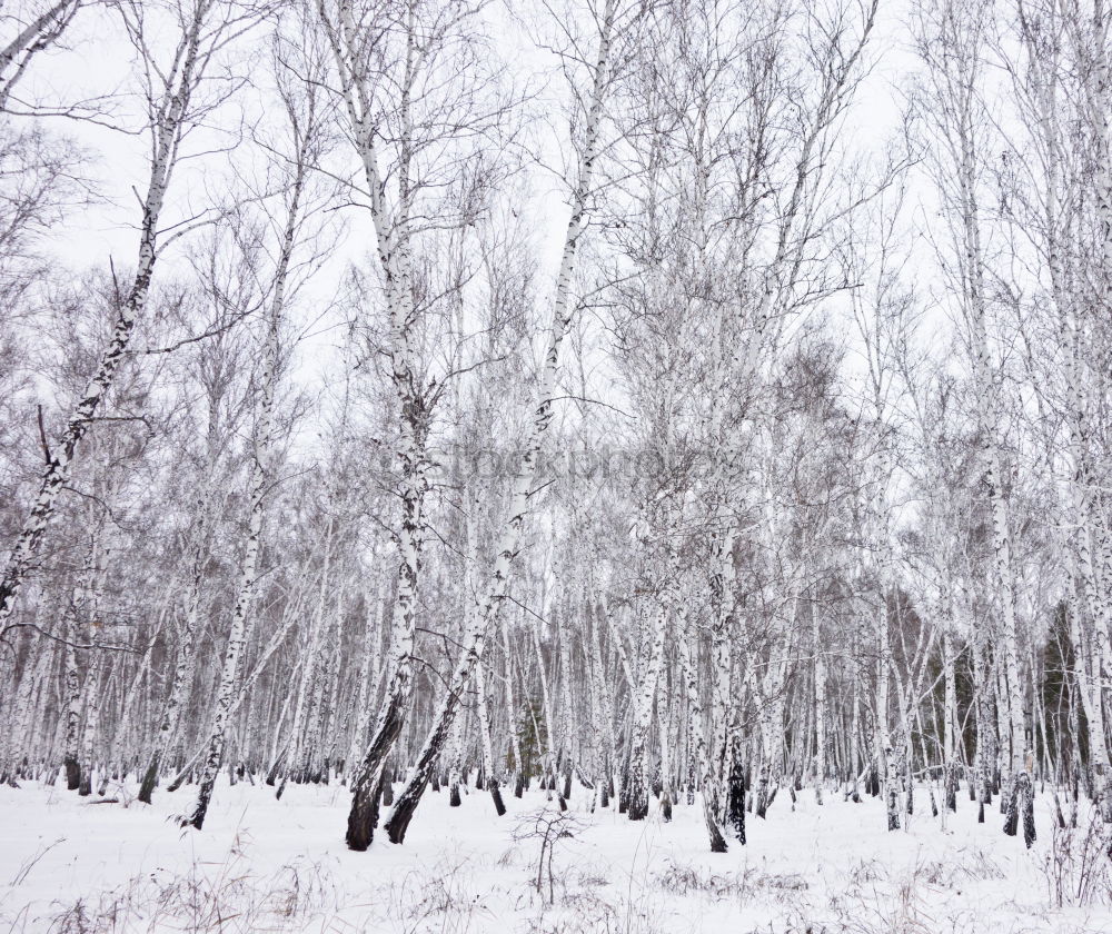 Similar – Flamingos im Schnee