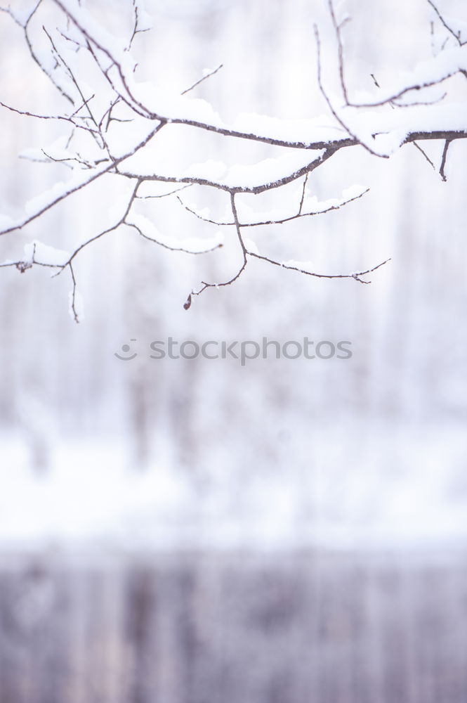 Similar – Image, Stock Photo photosynthesis Environment