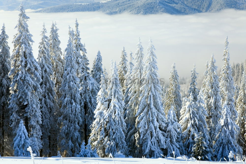 Similar – winter magic Fence Winter