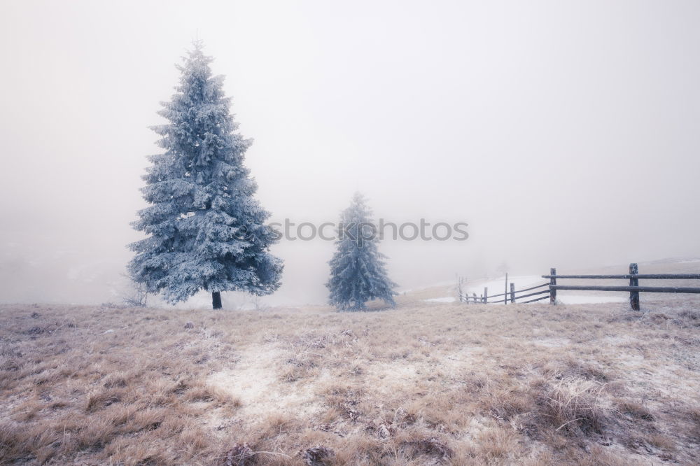 Similar – Winter wonderland Nature