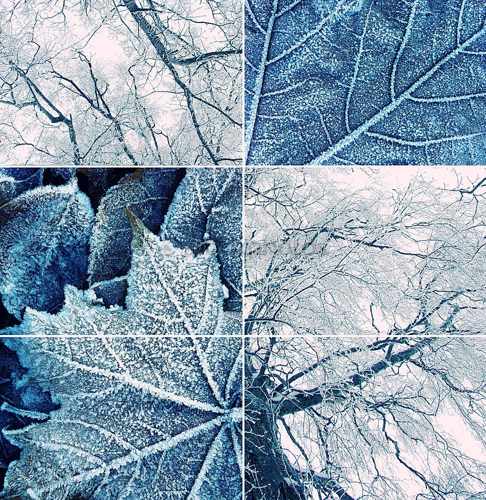 Similar – Image, Stock Photo yellow birch leaf on an ice surface with a crack