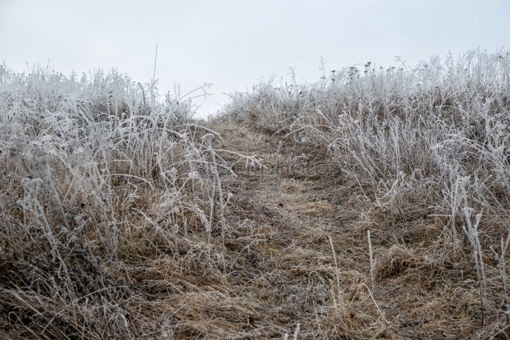 Similar – Windig heute Umwelt Natur