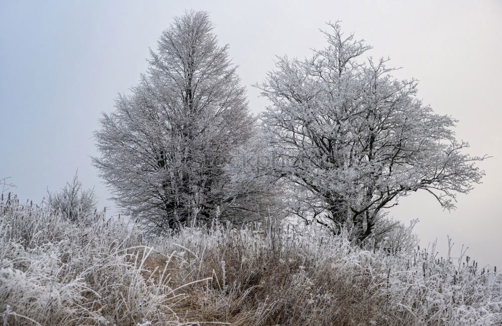 Similar – sunlight through oak tree branches in winter day