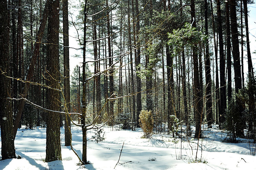 Similar – nicht gezuckert Winterwald